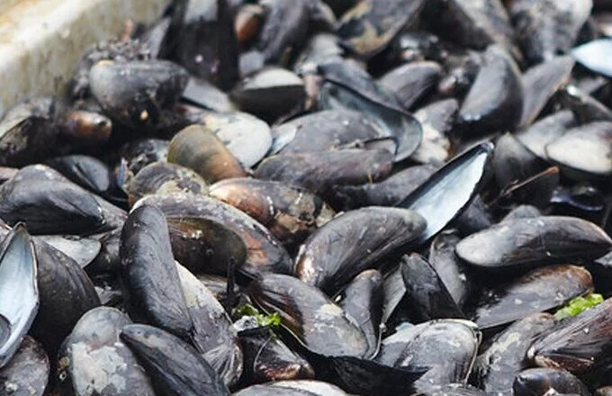 Van het seizoen: Zeeland Seabed-Cultured Mussels