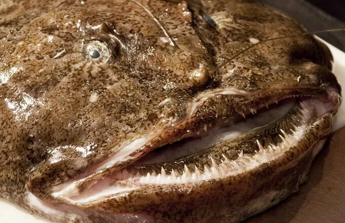 Van het seizoen: Ode to the Monkfish