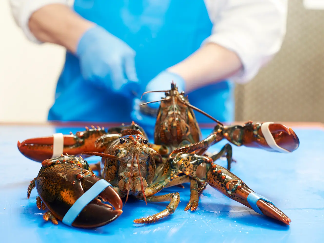 kreeften op tafel Gastronomie